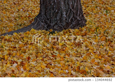 Ginkgo leaves spreading across a park in late autumn Ginkgo leaves spreading across a park in late autumn 134044692