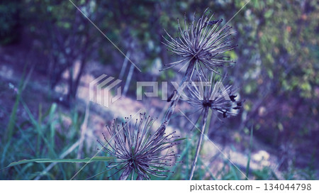 枯萎的群集孤挺花 枯萎的群集孤挺花 134044798