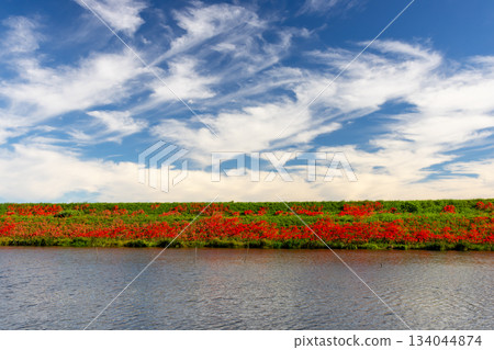 岐阜縣海津市南王町津谷川堤岸－盛開的彼岸花將河岸染成一片鮮紅。 134044874