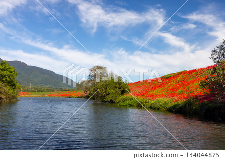 岐阜縣海津市南王町津谷川堤岸－盛開的彼岸花將河岸染成一片鮮紅。 134044875