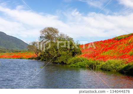 岐阜縣海津市南王町津谷川堤岸-盛開的彼岸花將河岸染成一片鮮紅。 岐阜縣海津市南王町津谷川堤岸-盛開的彼岸花將河岸染成一片鮮紅。 134044876