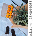 Winter overhead view of snow boots next to a wrapped fir branch and carton of fresh oranges on snowy ground.  134044963