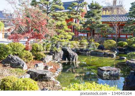 京都府京都市蓮華院（三十三間堂）庭園的深秋景色 134045104