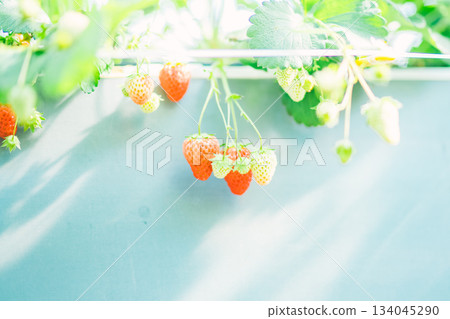 草莓採摘草莓 草莓採摘草莓 134045290
