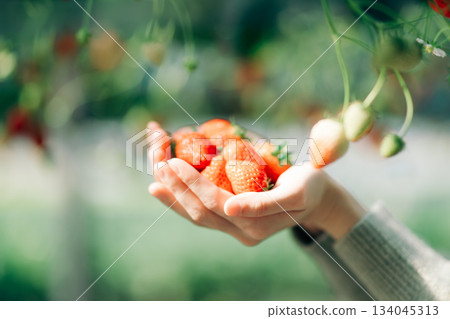 Strawberry picking strawberries 134045313