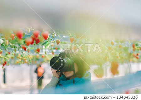 Strawberry picking strawberries 134045320