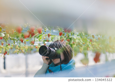 Strawberry picking strawberries Strawberry picking strawberries 134045322
