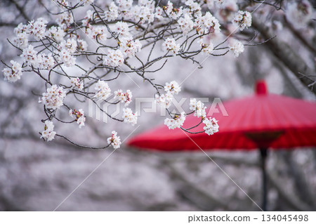 Cherry Blossom Corridor in Spring in Ono City, Hyogo Prefecture 134045498