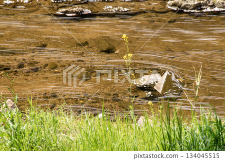 Cherry blossom rafts on the banks of the Saho River 134045515