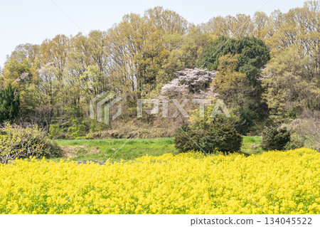 景觀與油菜花和櫻花 134045522