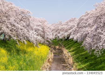 佐湖河畔，櫻花、油菜與藍天交相輝映。 134045523