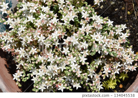 A mini bonsai succulent plant (Milky Way variety) beginning to bloom in the early summer sunshine, close-up and macro photography 134045538