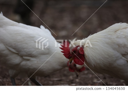 White chickens foraging on ground at farm White chickens foraging on ground at farm 134045630