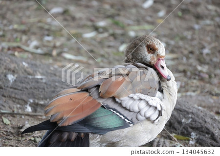 Egyptian goose preening feathers on natural ground Egyptian goose preening feathers on natural ground 134045632