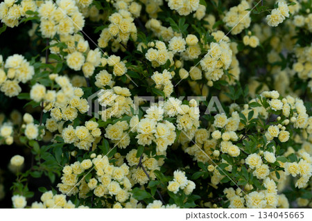 A wall with yellow bank roses in full bloom① A wall with yellow bank roses in full bloom① 134045665