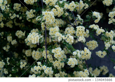 Wall with yellow bank roses in full bloom② 134045666