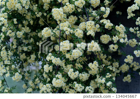 Wall with yellow bank roses in full bloom③ 134045667