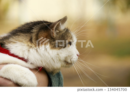 Side view of a fluffy cat resting comfortably in a persons arms during an outdoor walk. The animal looks calmly to the side while soft natural light highlights its fur. Side view of a fluffy cat resting comfortably in a persons arms during an outdoor walk. The animal looks calmly to the side while soft natural light highlights its fur. 134045700