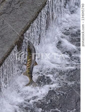 鮭魚逆流跳躍 鮭魚逆流跳躍 134045740