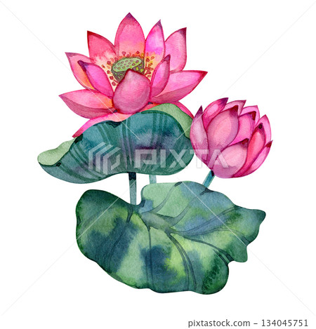 Elegant watercolor composition of lotus flowers, buds, leaves and seed pods. Vibrant pink and green palette, soft botanical style. Great for invitations, branding, packaging, textiles and decorative 134045751