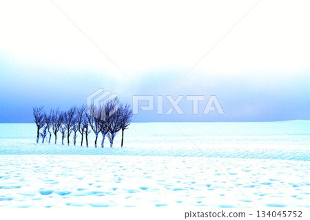 Morning of the bamboo in the snowy fields of Ikegahara, Ojiya City, Niigata Prefecture 134045752