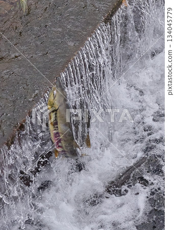 Salmon swimming upstream jumping 134045779