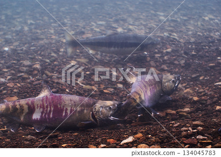 Salmon Fight (Chitose Salmon Hometown Museum, now Salmon Hometown Chitose Aquarium) 134045783