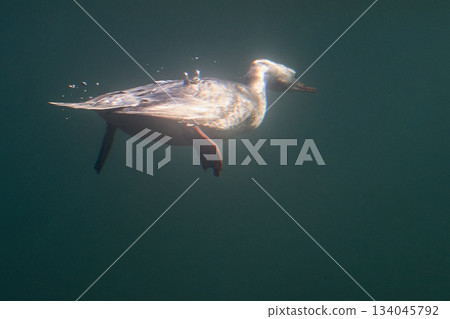 Common Merganser Diving Ecology (Chitose Salmon Museum) 134045792