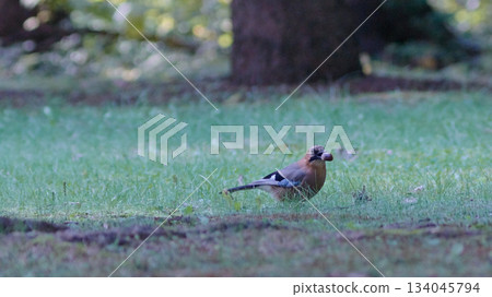 Miyamakakesu Miyamakakesu 134045794