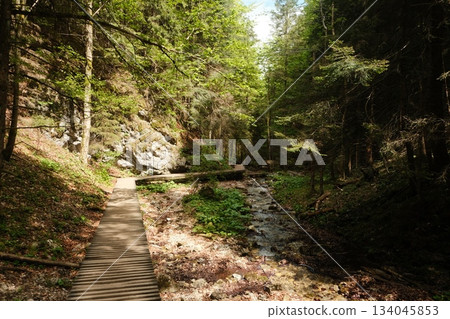 Sunlit Forest Path Beside Mountain Stream 134045853