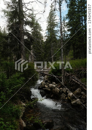 Forest Stream Cascade Amidst Lush Greenery Forest Stream Cascade Amidst Lush Greenery 134045857