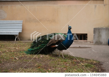 Majestic Peacock Displaying Vibrant Plumage Outdoors Majestic Peacock Displaying Vibrant Plumage Outdoors 134045860