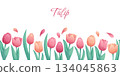 Seamless border with delicate tulips on a white background. The concept of a holiday, spring, women's day, Valentine's day. Vector illustration for postcards, posters, banners 134045863