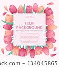 Colorful background with delicate tulips. The concept of a holiday, spring, women's day, Valentine's day. Vector illustration for the design of posters, flyers, postcards and invitations 134045865