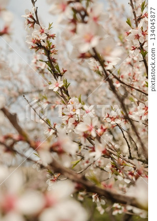 Delicate Blossom Branch Against Soft Sky Delicate Blossom Branch Against Soft Sky 134045877