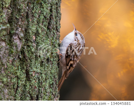 Eurasian treecreeper bird clings to a tree trunk, beautiful view. Eurasian treecreeper or Certhia familiaris is small passerine bird. Common treecreeper has curved bill and patterned brown upperparts Eurasian treecreeper bird clings to a tree trunk, beautiful view. Eurasian treecreeper or Certhia familiaris is small passerine bird. Common treecreeper has curved bill and patterned brown upperparts 134045881