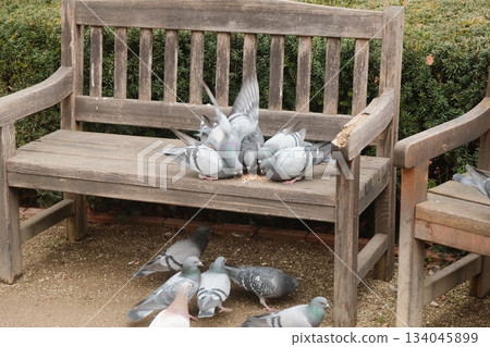 Flock Of Pigeons Resting On Park Bench Flock Of Pigeons Resting On Park Bench 134045899