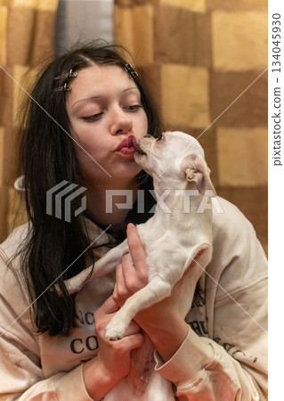Young person shares a kiss with a small dog inside a cozy home setting Young person shares a kiss with a small dog inside a cozy home setting 134045930