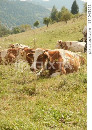 Cattle Grazing Peaceful Meadow Sunlight Farm Life 134045931