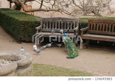Peacock and Pigeons Gather Around Garden Bench 134045963