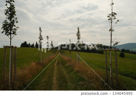 Young Orchard Trees Along Rural Pathway Young Orchard Trees Along Rural Pathway 134045995