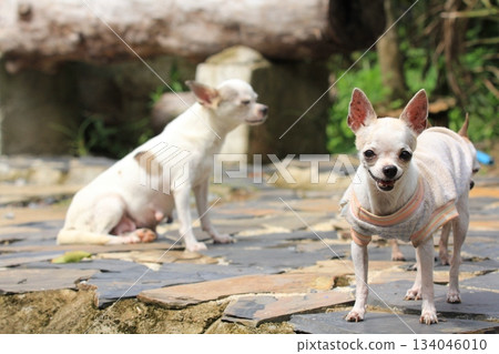 Two white chihuahua dogs sitting on the cement floor in the park. 134046010
