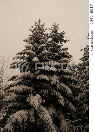 Dark Forest Canopy Branches Against Sky 134046017