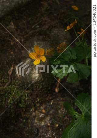 Golden Buttercup Blooms Amidst Forest Undergrowth Golden Buttercup Blooms Amidst Forest Undergrowth 134046021
