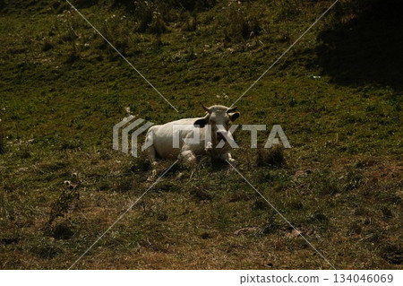 White Cow Resting Peacefully In Green Pasture White Cow Resting Peacefully In Green Pasture 134046069