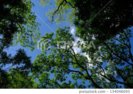 Green Canopy Above Blue Summer Sky Green Canopy Above Blue Summer Sky 134046093