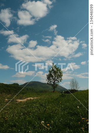 Lone Tree Beside Golden Meadow Pathway 134046099