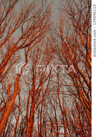 Golden Autumn Branches Against Grey Sky Golden Autumn Branches Against Grey Sky 134046119