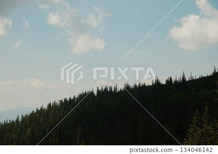 Lush Evergreen Forest Meets Azure Sky Lush Evergreen Forest Meets Azure Sky 134046142