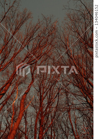 Autumn Branches Against A Gray Sky Autumn Branches Against A Gray Sky 134046152
